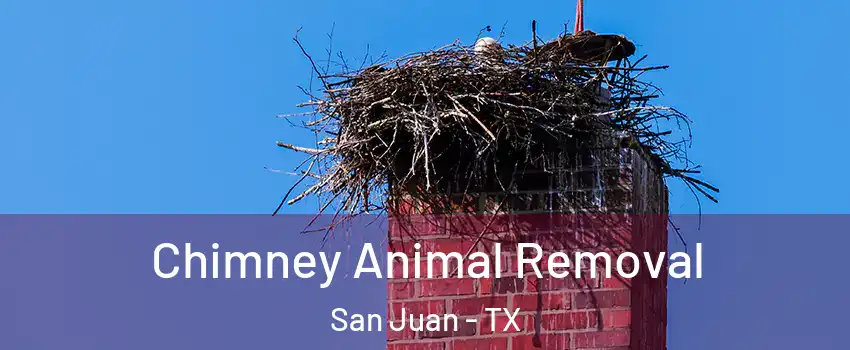 Chimney Animal Removal San Juan - TX