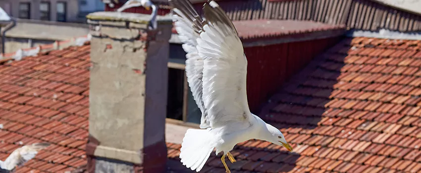 Residential Chimney Animal Removal Solution in San Juan, TX
