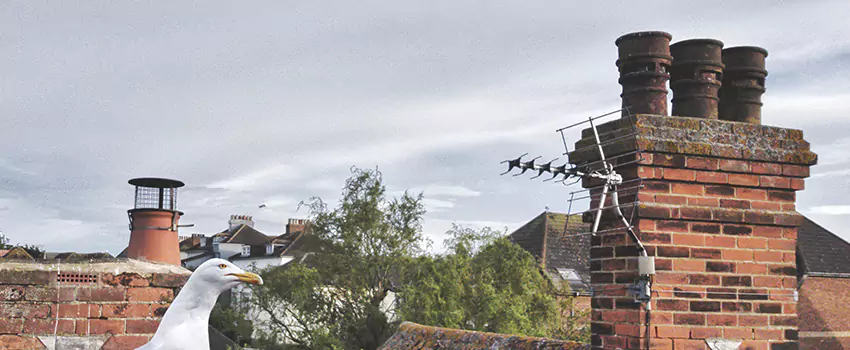 Chimney Cleaning And Restoration in San Juan, Texas